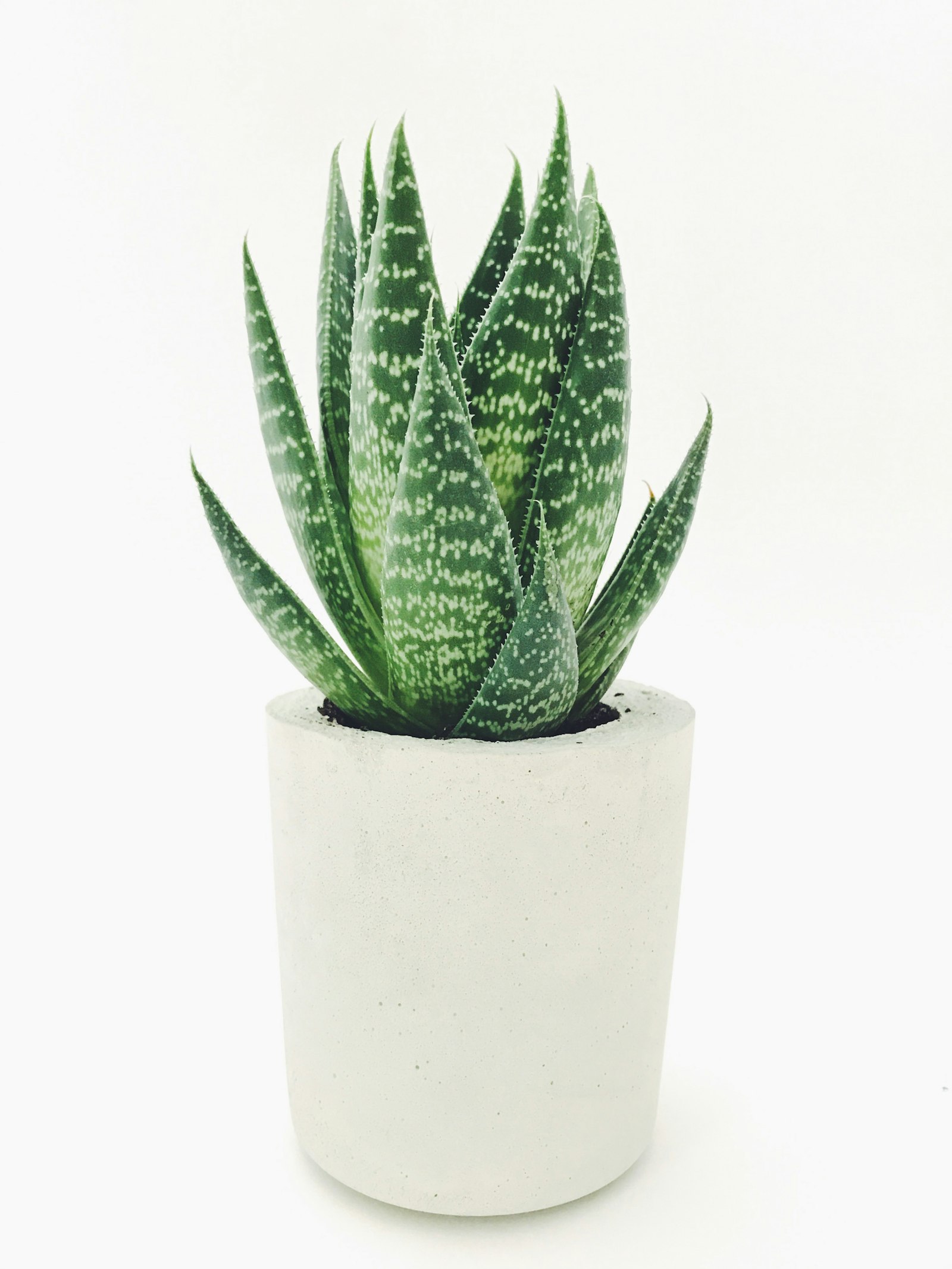 Healthy indoor plant leaves in soft light