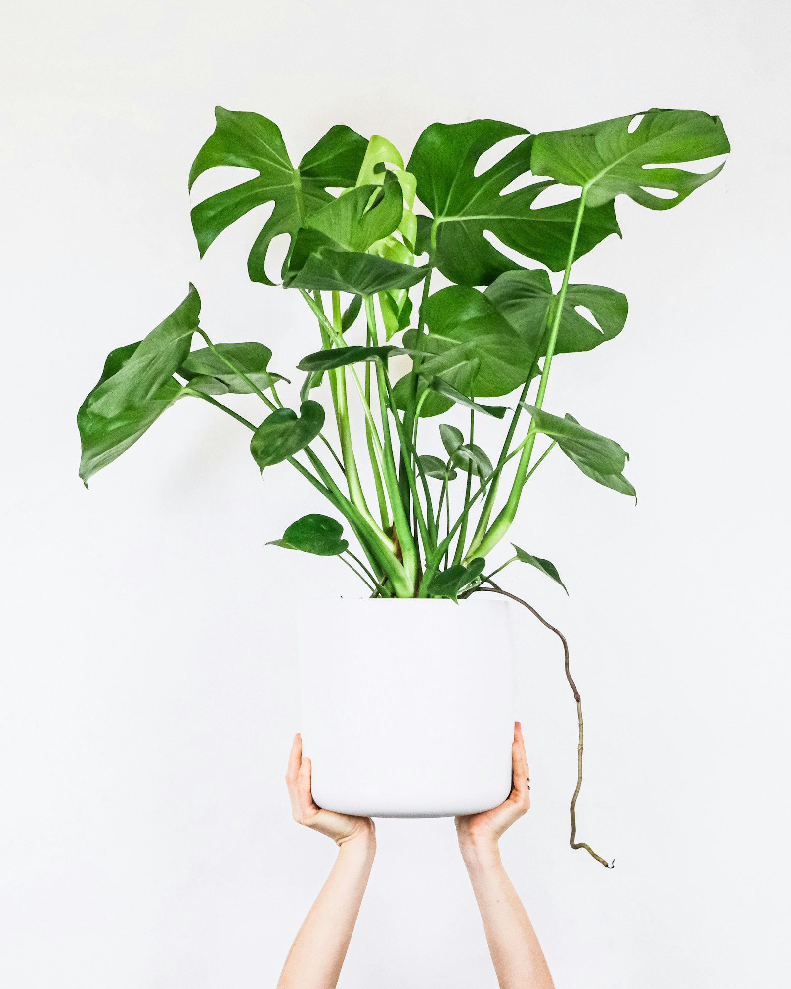 Lush monstera leaves in soft natural light