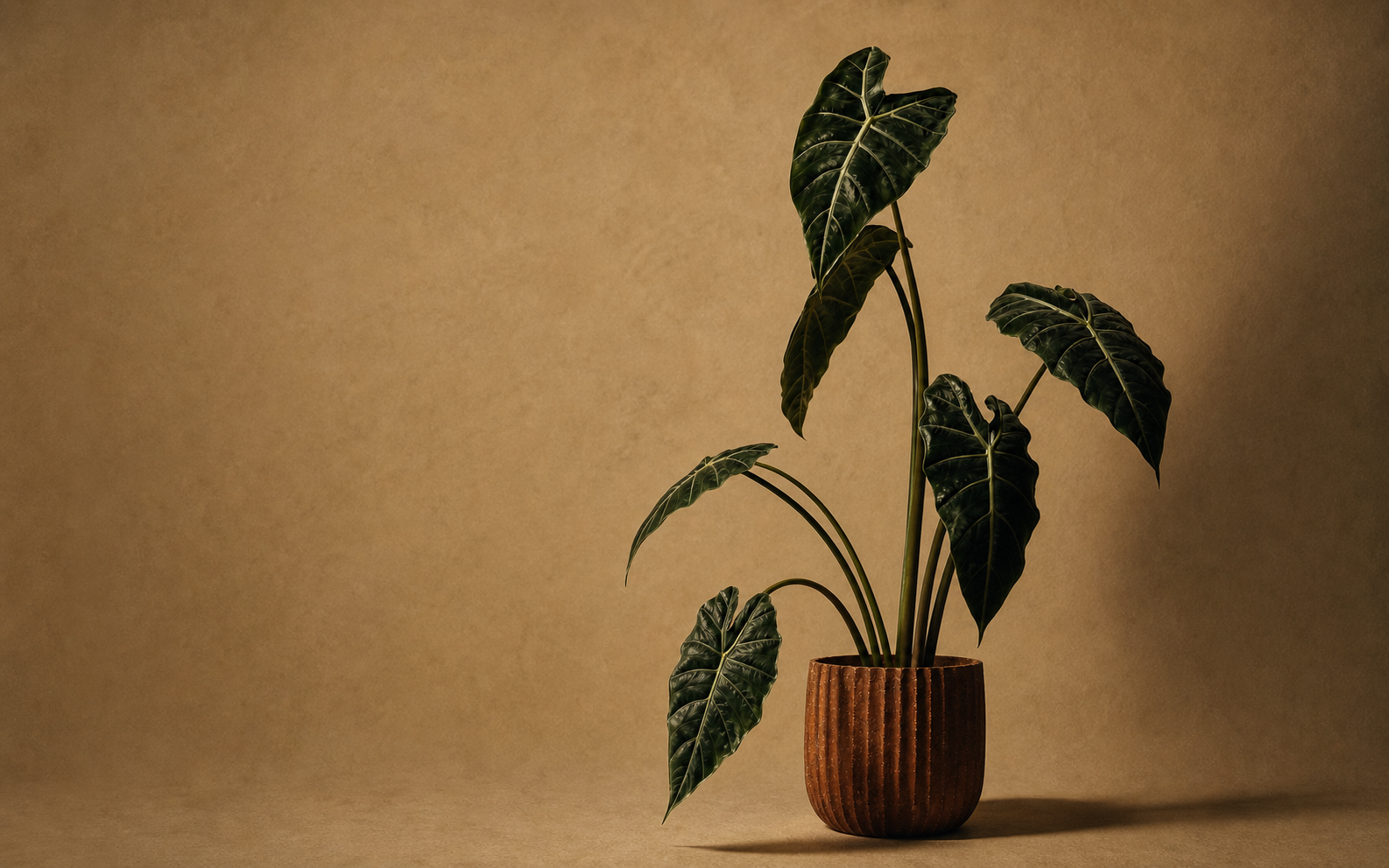 Dark-leaved alocasia in a ribbed terracotta pot against an ochre studio wall